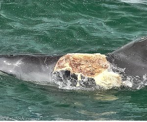 Marine Dynamics gewaar n Bottelneus Dolfyn